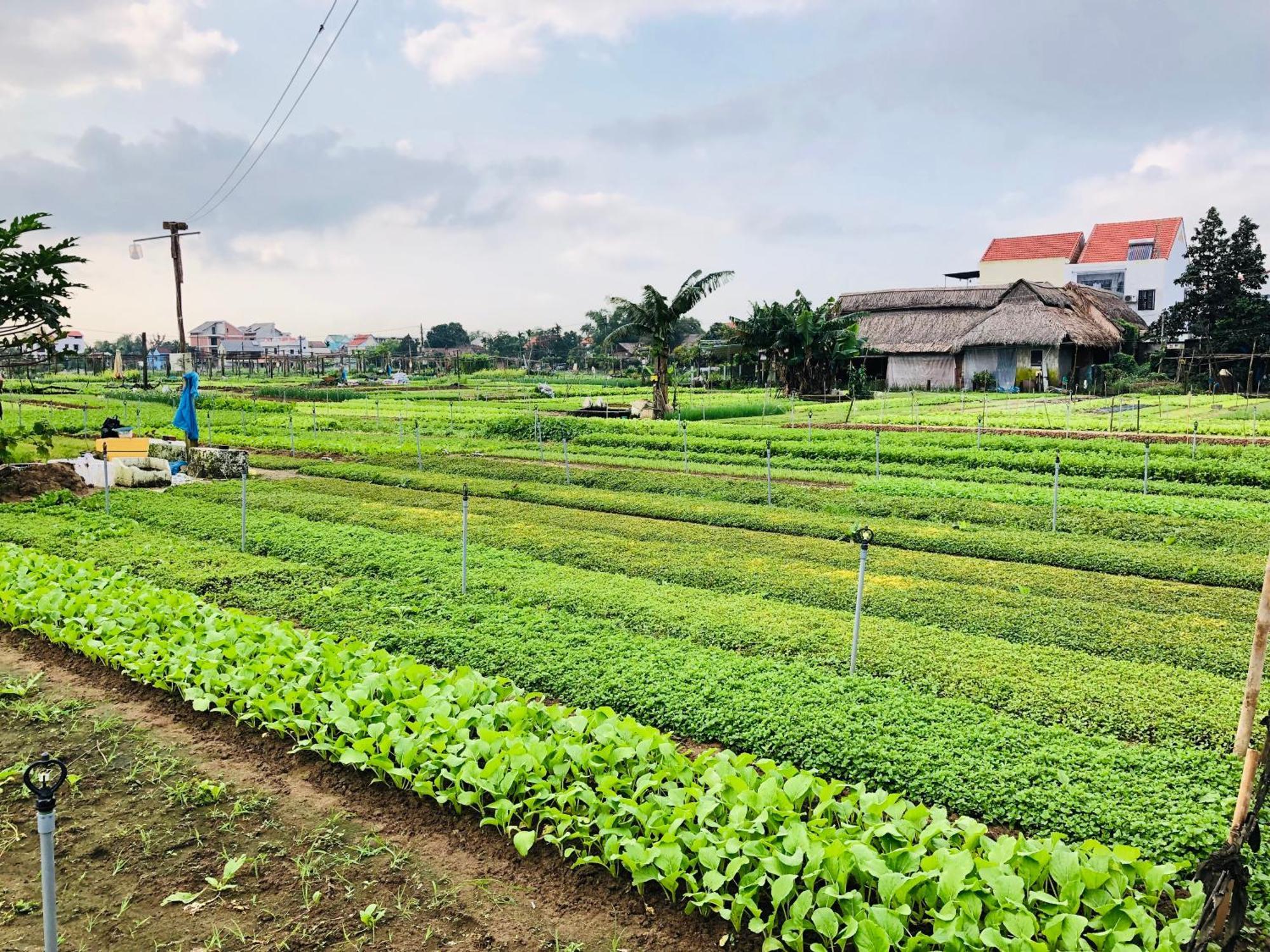 Snow Pearl Homestay Hoi An Dış mekan fotoğraf